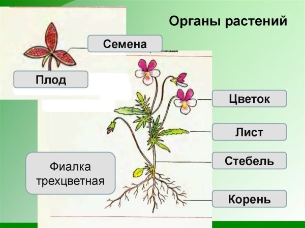 Вегетативные органы цветкового растения