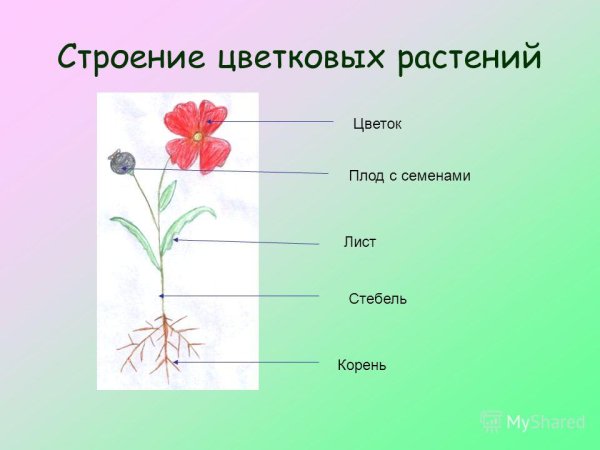 Внешнее строение цветкового растения