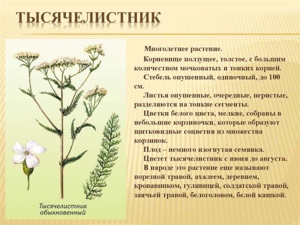 Тысячелистник обыкновенный ботаника
