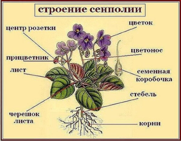 Узамбарская фиалка строение