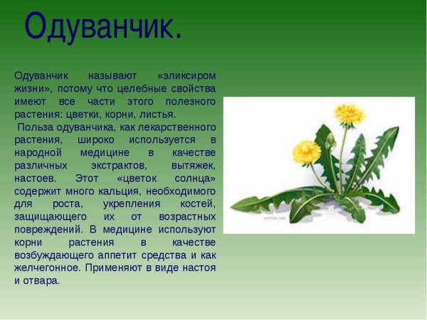Свойства лекарственного растения одуванчик