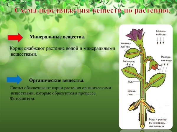 Передвижение веществ у растений
