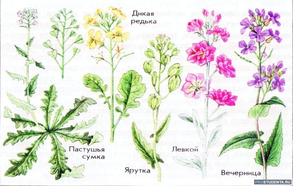Травы семейства крестоцветных