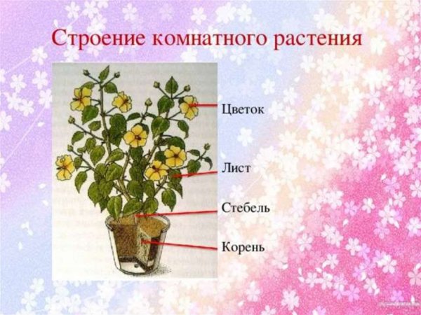 Строение комнатного цветка