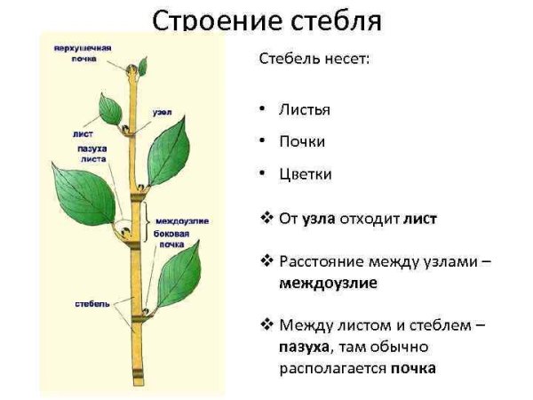 Внешнее строение стебля