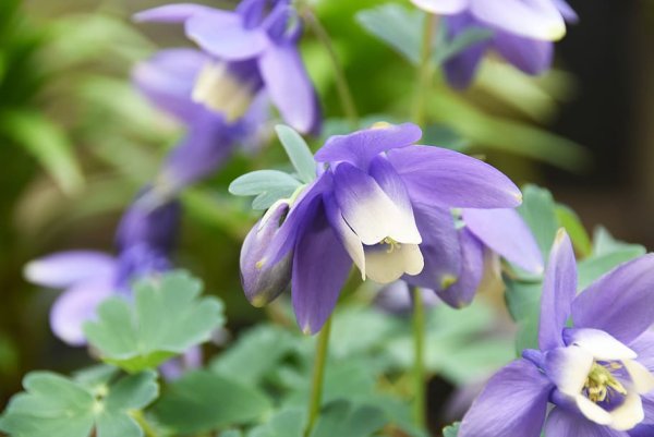 Violet incised