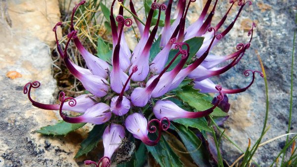 Harpagophytum procumbens