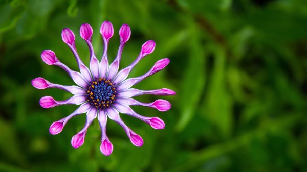 Остеоспермум Flower Power Red