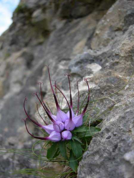 Физоплексис Physoplexis comosa