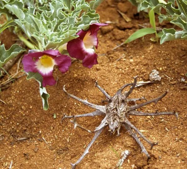 Harpagophytum procumbens