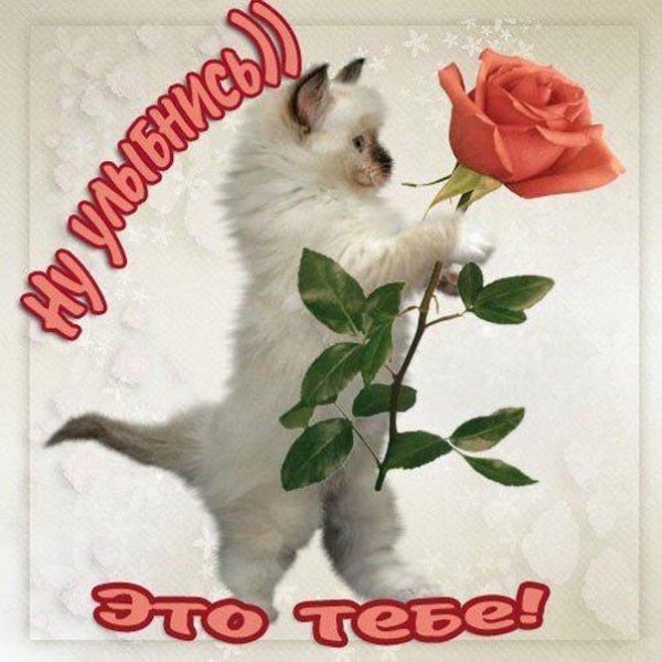 Котик с цветочком это тебе