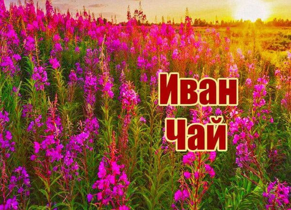 Иван-чай (кипрей)
