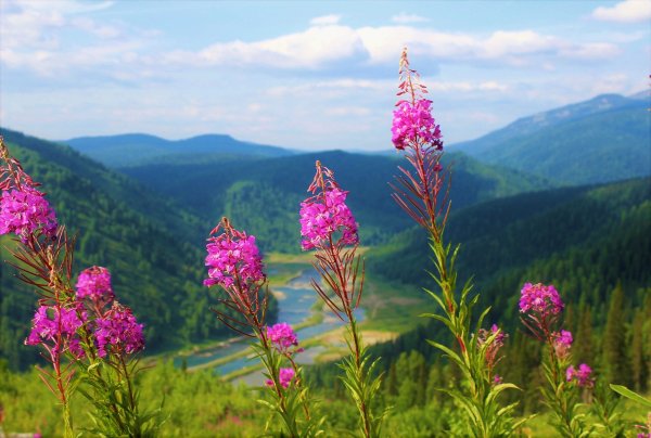 Кипрей остролистный