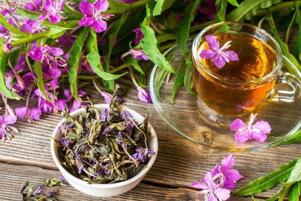 Растения Урала Иван чай