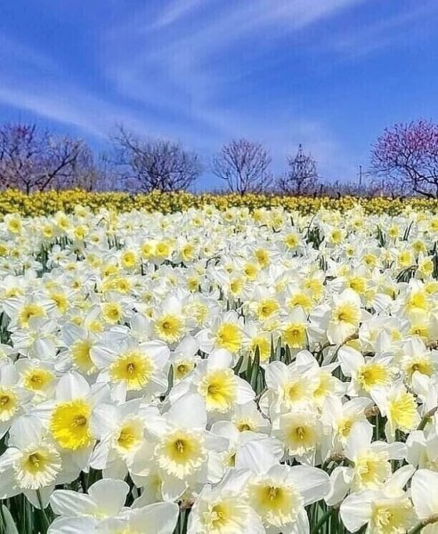 Цветочное поле