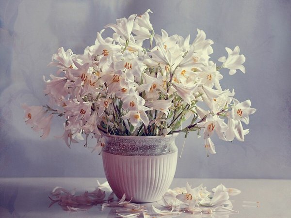Фотограф Ashraful Arefin
