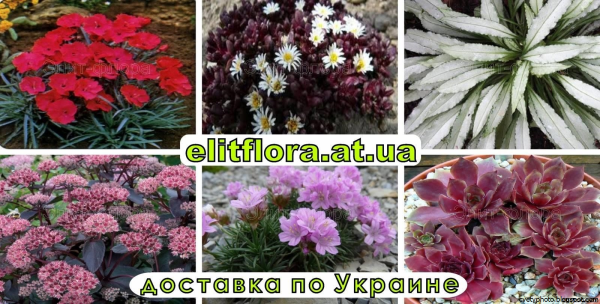 Низкорослые многолетние цветы названия с названием