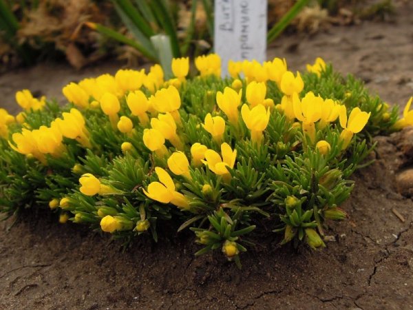 Виталиана примулоцветковая (Vitaliana primuliflora)