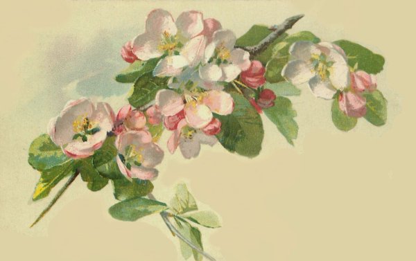 Катарина Кляйн миндаль