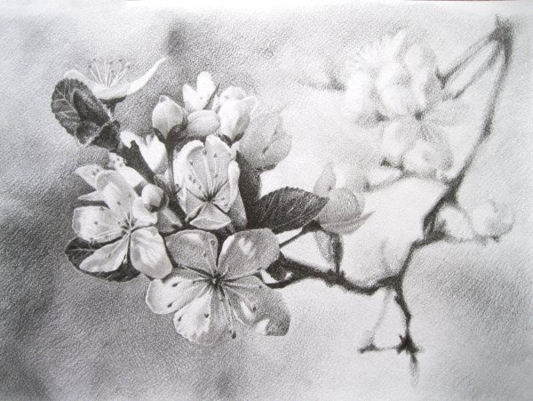 Рисунки цветов карандашом
