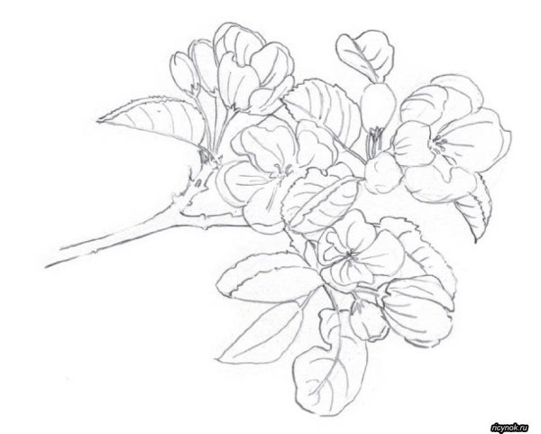 Цветок Сакуры рисунок