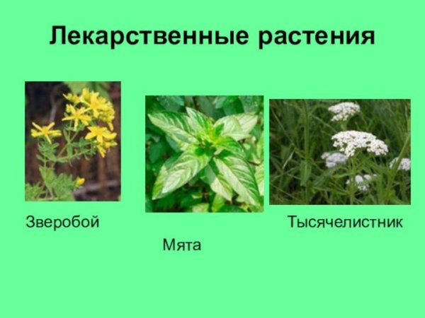Зверобой подорожник тысячелистник мята подорожник