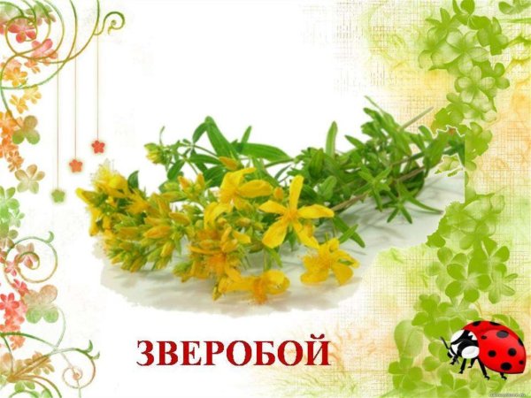 Лекарственные растения в детском саду