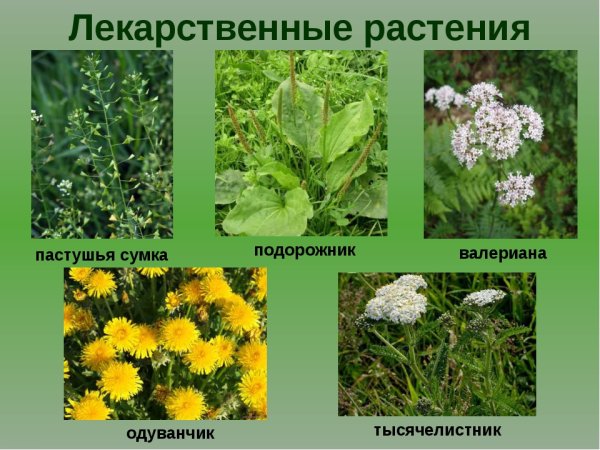 Лечебные растения