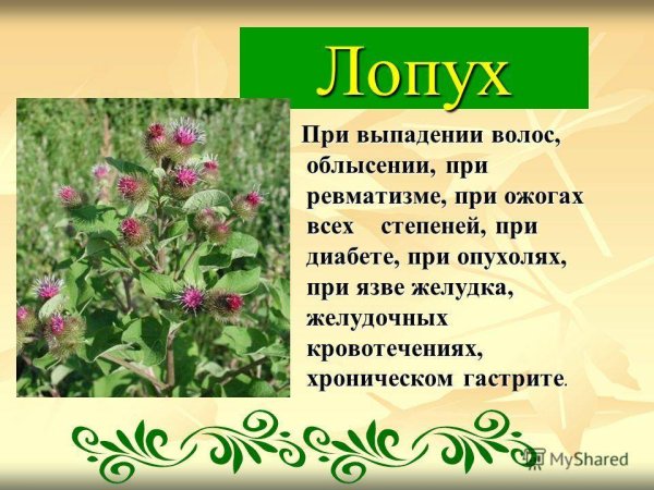 Лечебные растения
