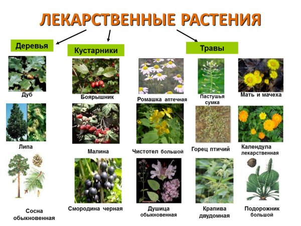 Лекарственные растения