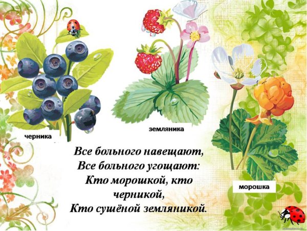 Лекарственные растения в ДОУ