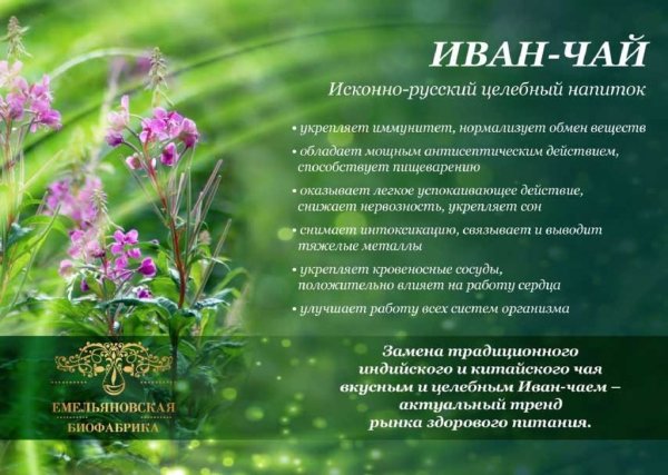 Иван чай кипрей описание