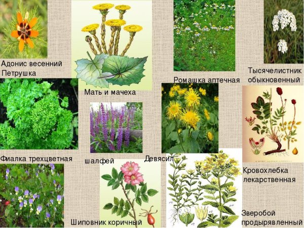 Лекарственные растения названия