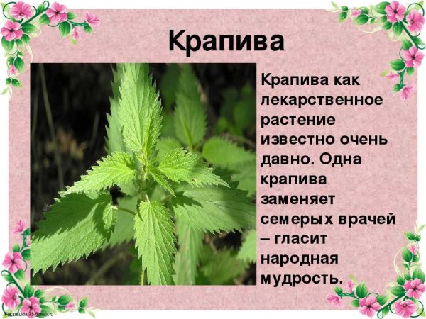 Лечебное растение крап