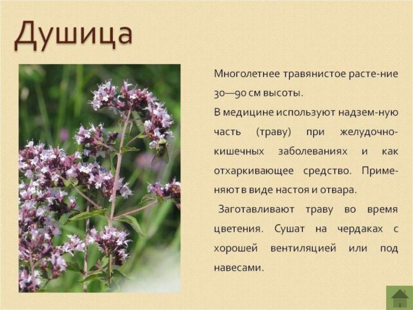 Душица обыкновенная биологическое описание