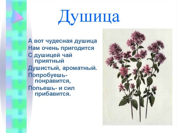 Стихи про лекарственные растения