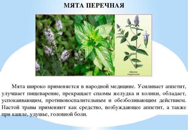 Лекарственные травы Удмуртии мята перечная