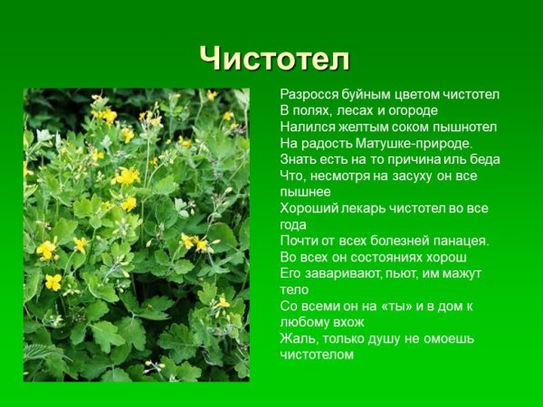 Лекарственные растения