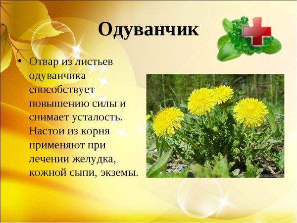 Характеристика лекарственных растений