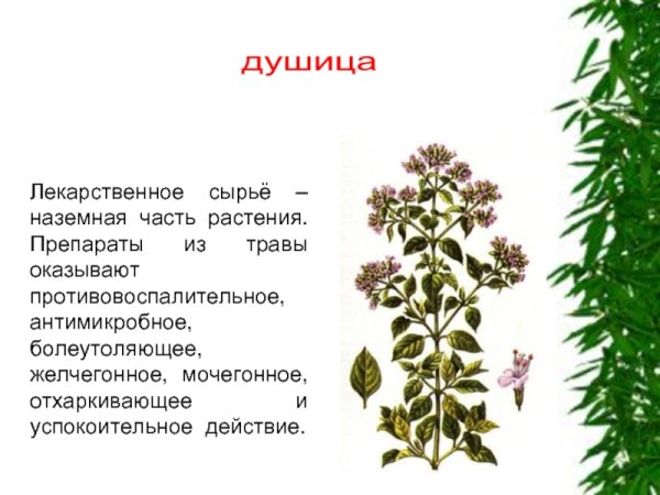 Лечебные травы при простуде