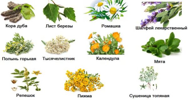 Лекарственные растения описание