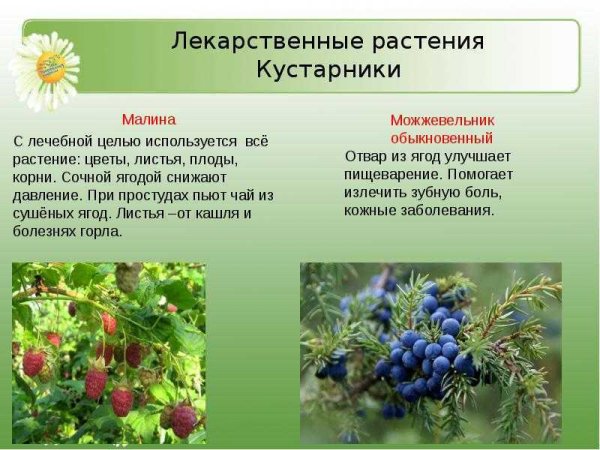 Зверобой душица мята