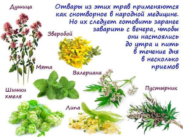 Лекарственные растения Кузбасса