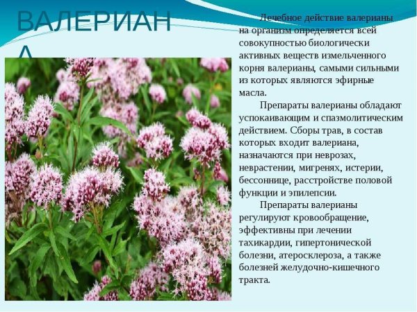Плакат лекарственные растения