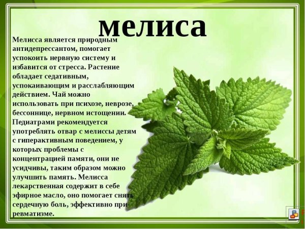 Кипрей паспорт растения