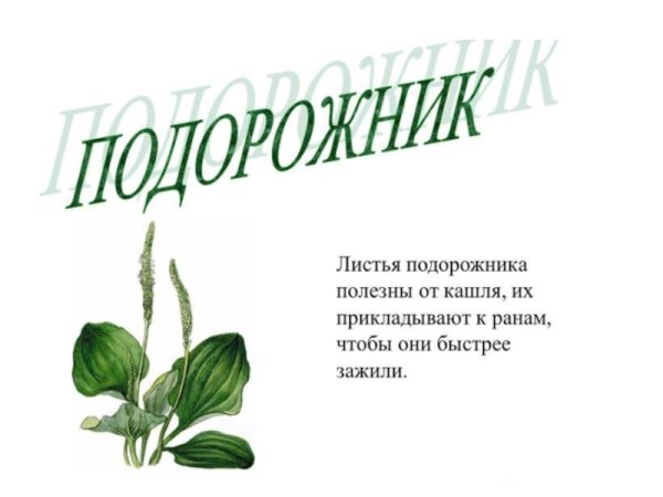 Дикорастущие лекарственные растения