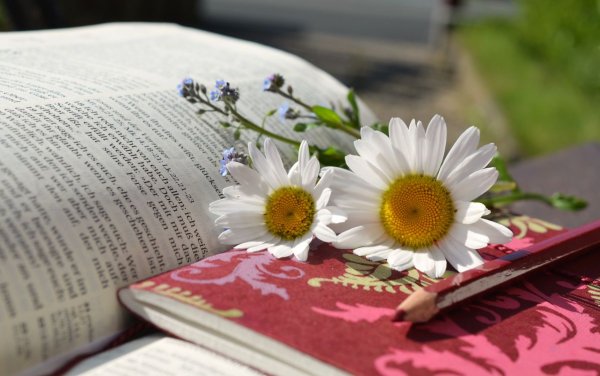 Ромашки и книги