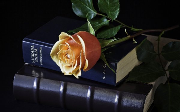 Роза на книге