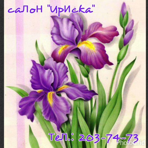 Рисуем Ирис