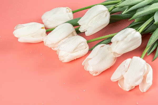 Цветы подснежники и тюльпаны